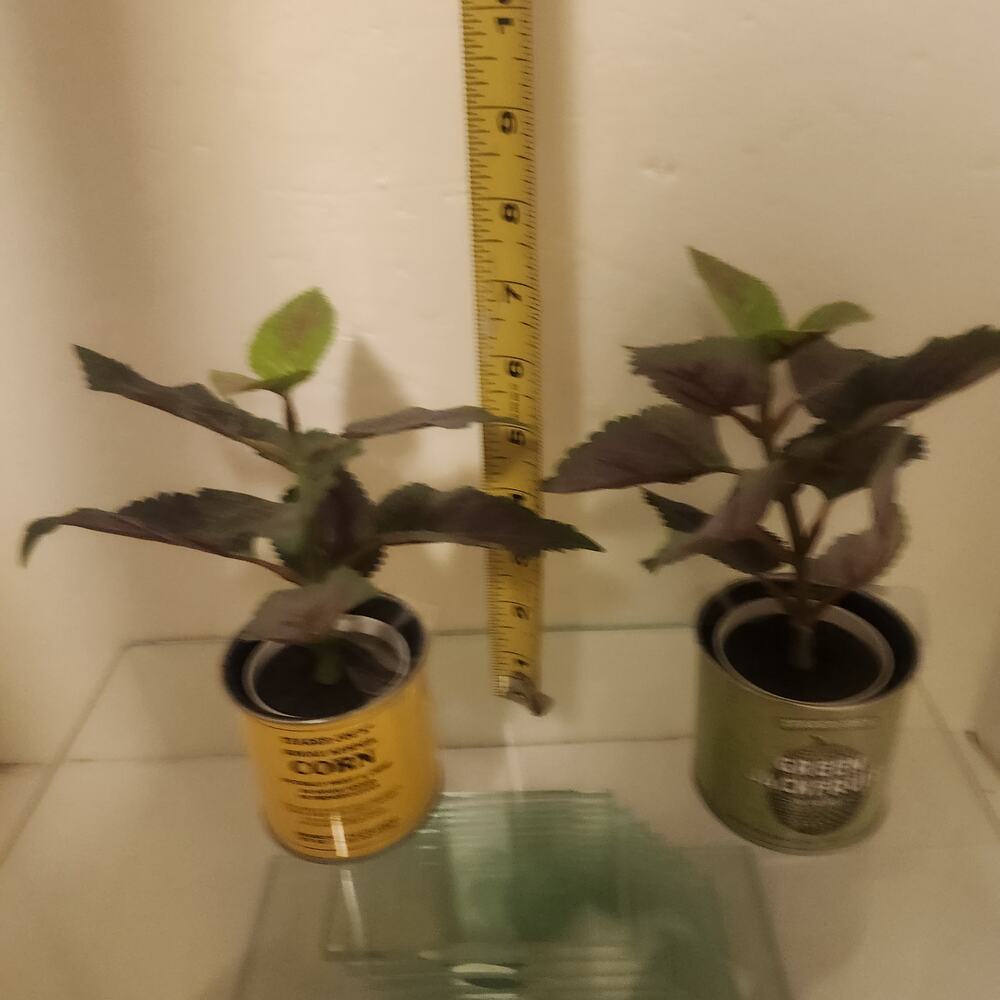 Set Of 2 Trader Joe's 3" Fake Plants